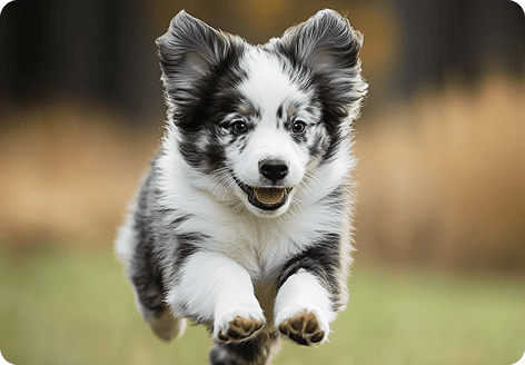 Pet